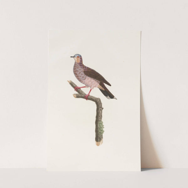 Les pigeons Pl.81 by Coenraad Jacob Temminck