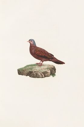Les pigeons Pl.83