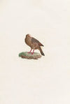 Les pigeons Pl.84