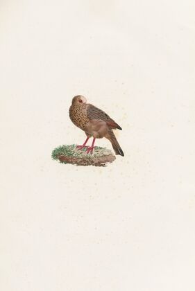 Les pigeons Pl.84