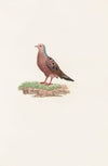 Les pigeons Pl.85
