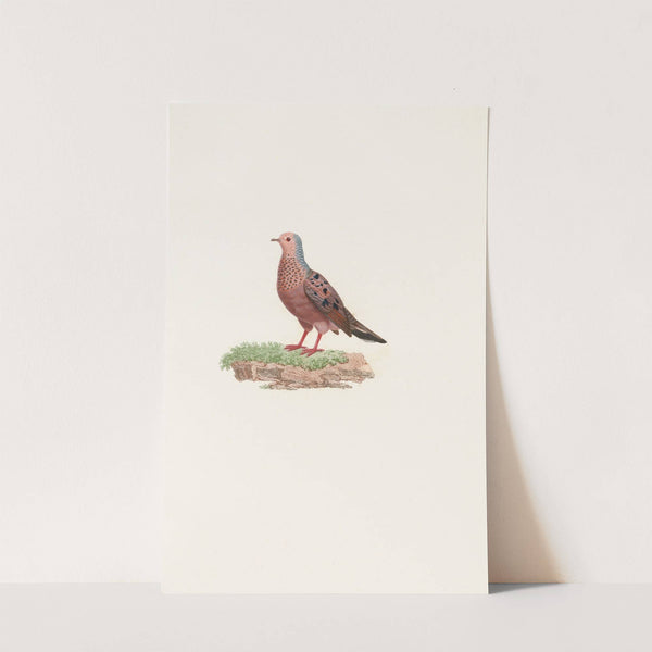 Les pigeons Pl.85 by Coenraad Jacob Temminck