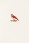 Les pigeons Pl.86