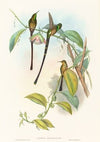 Lesbia Amaryllis