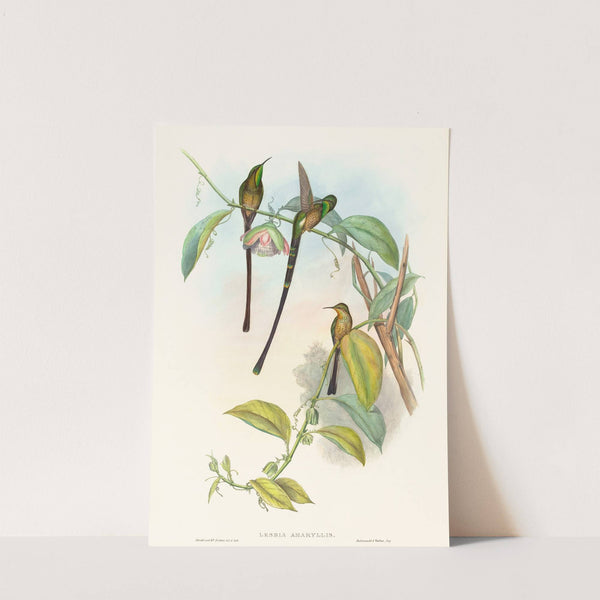 Lesbia Amaryllis by John Gould