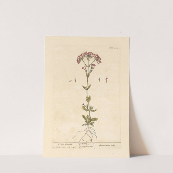 Lesser centory by Elizabeth Blackwell