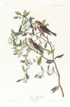 Lesser red-poll