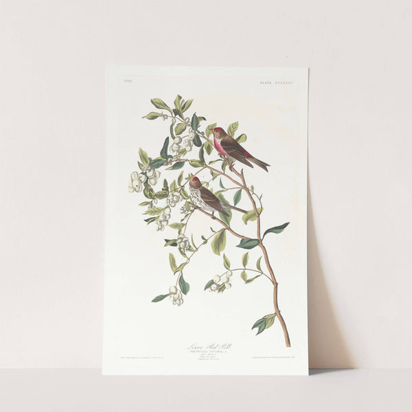 Lesser red-poll by John James Audubon