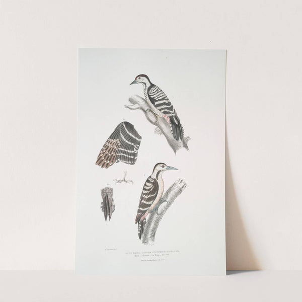 Lesser spotted Woodpecker, Picus Macei. 1. Male, 2. Female, 2a. Wing, 2b. Tail. by John Edward Gray