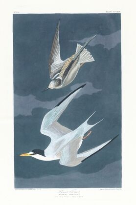 Lesser tern
