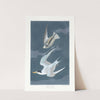 Lesser tern by John James Audubon