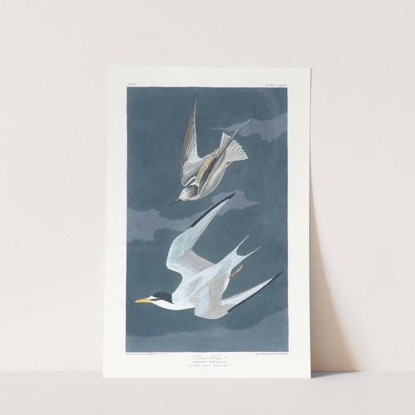 Lesser tern by John James Audubon