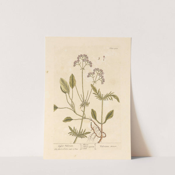 Lesser valerian by Elizabeth Blackwell