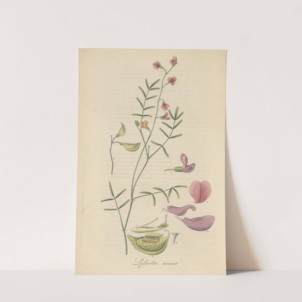 Lessertia annua by William Jackson Hooker