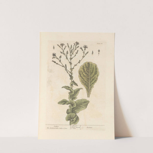 Lettice by Elizabeth Blackwell