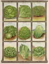 Lettuce (1921)