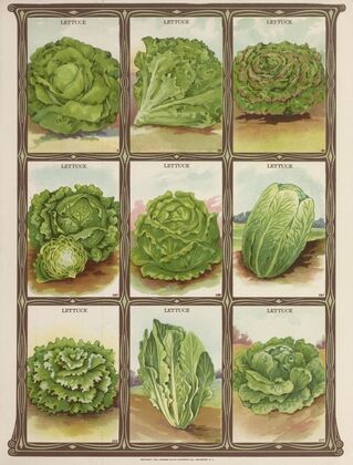 Lettuce (1921)