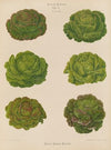 Lettuces – Cabbage Varieties (1876-1886)