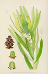 Leucadendron Stokoei. (Female)