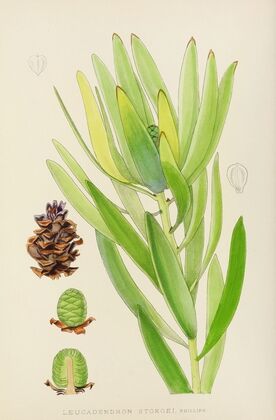 Leucadendron Stokoei. (Female)