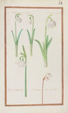 Leuco narcissus precox ; L. narcissus vernus ; L. narcissus polyanthos ; L. narcissus minor autumnalis (1624)