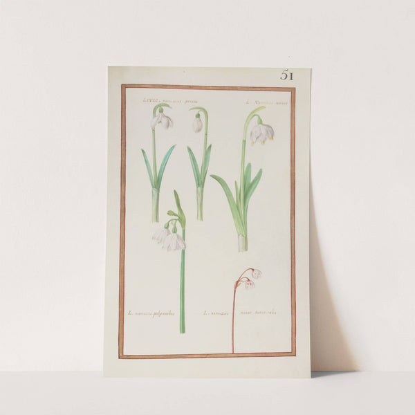 Leuco narcissus precox ; L. narcissus vernus ; L. narcissus polyanthos ; L. narcissus minor autumnalis (1624) by Daniel Rabel