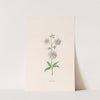 Leucojum (1692) by Magdelena Rosina Funck
