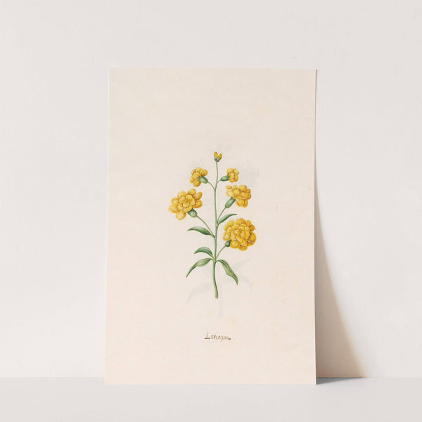 Leucojum (1692) by Magdelena Rosina Funck