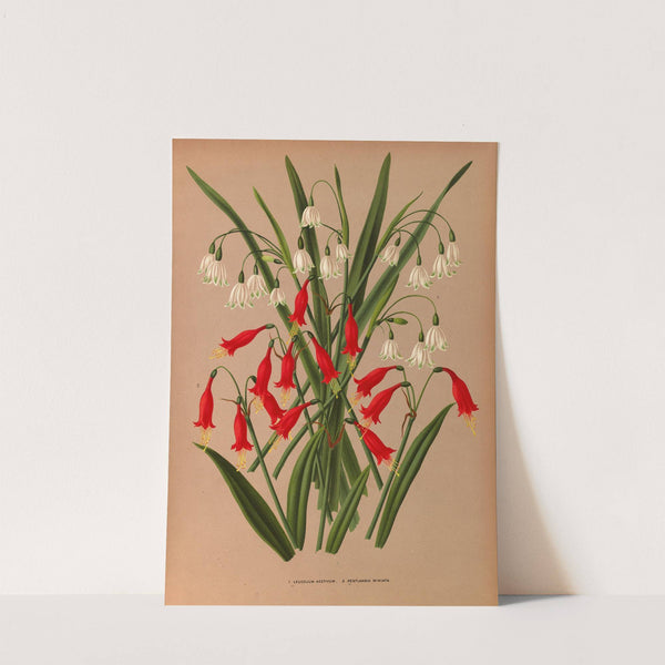 Leucojum Aestivum. 2 . Pentlandia Miniata. (1872-1881) by Arentina Hendrica Arendsen