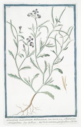 Leucojum maritimum tridentatum – Cheirantustricuspidatus – Viola marina – Giroflier, ou Violier (Spring snowflake)