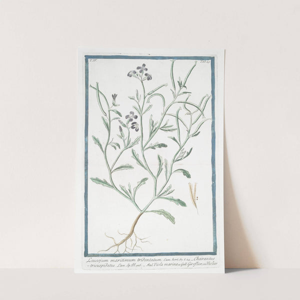 Leucojum maritimum tridentatum - Cheirantustricuspidatus - Viola marina - Giroflier, ou Violier (Spring snowflake) by Giorgio Bonelli