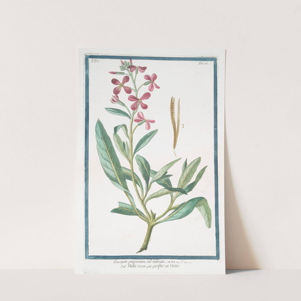 Leucojum purpureum, vel rubrum - Viola rossa , ou Violier (Spring snowflake) by Giorgio Bonelli