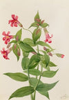 Lewis Monkey Flower (Mimulus lewisii) (1899)