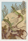 Lézard