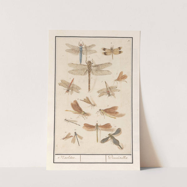 Libellen (Odonata) Naelden. Demoiselles. (1596-1610) by Anselmus Boëtius de Boodt