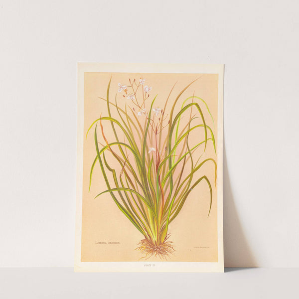 Libertia Exioides by Georgina Burne Hetley