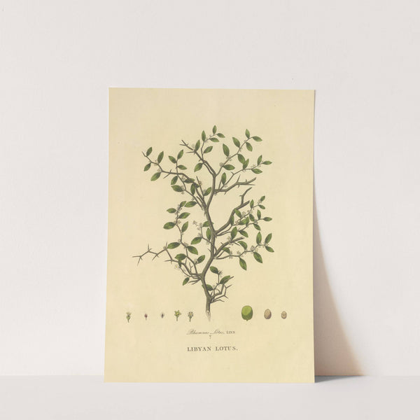 Libyan Lotus (1813) by Richard Duppa