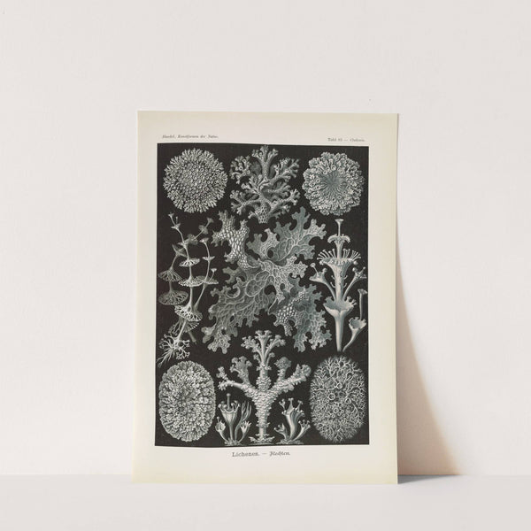 Lichenes. - Flechten by Ernst Haeckel