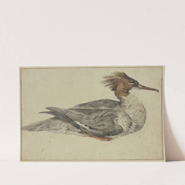 Liegende Ente mit brauner Haube, rotem Schnabel und Füßen by Melchior d'''Hondecoeter