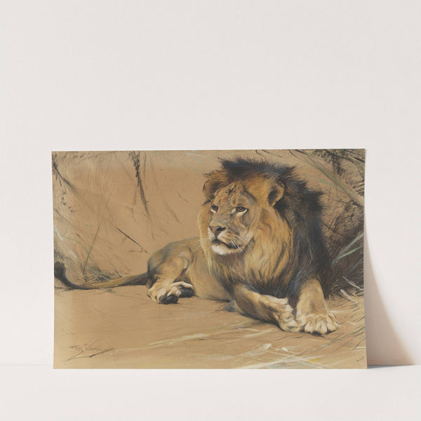 Liegender Löwe (Ca. 1912-1916) by Wilhelm Kuhnert