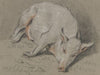 Liegendes Schwein