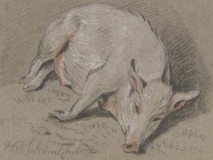 Liegendes Schwein