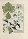 Lierre