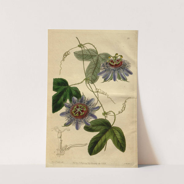 Lieut. Sulivan’s Passion-flower (1815-1819) by Sydenham Edwards