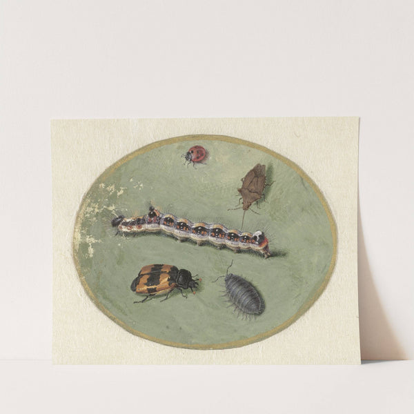 Lieveheersbeestje, rups, pissebed en twee torretjes by Jan Augustin van der Goes