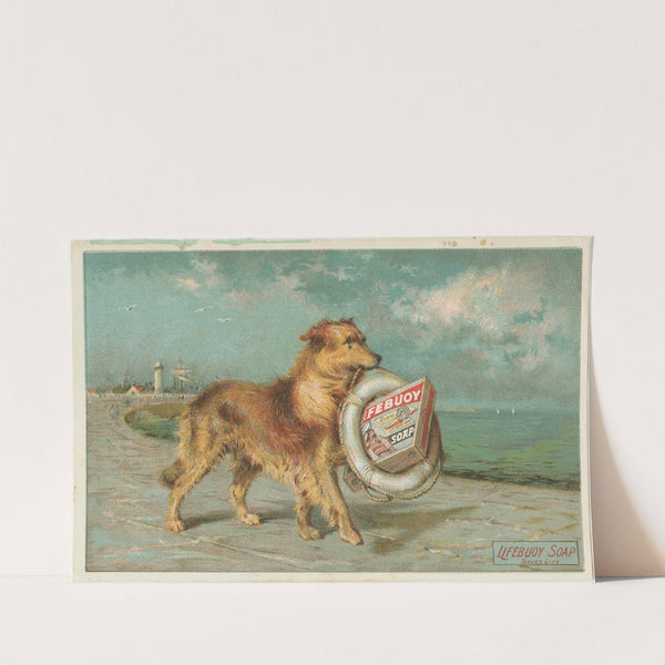 Lifebuoy royal disinfectant soap.