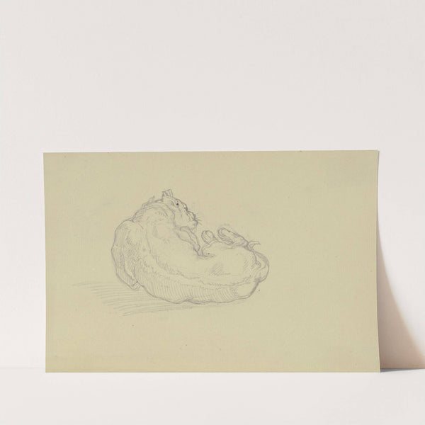 Ligender, sich mit dem Vorderlauf am Hals kratzender Hund in Rückenansicht by Ferdinand Fellner