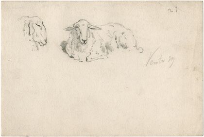 Liggend schaap, schapekop