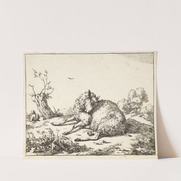 Liggende får, hovedet vendt mod skulderen by Marcus de Bye