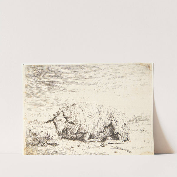 Liggende får by Karel Dujardin